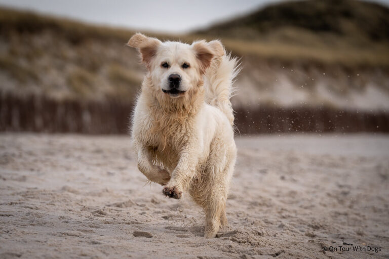 Hundestrände Sylt – Welcher ist der Schönste?