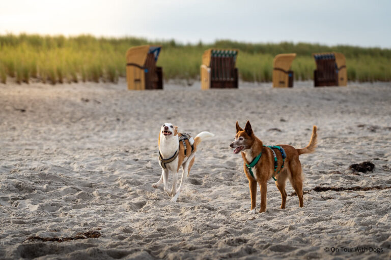 Wustrow mit Hund – Tipps zum Hundestrand & mehr