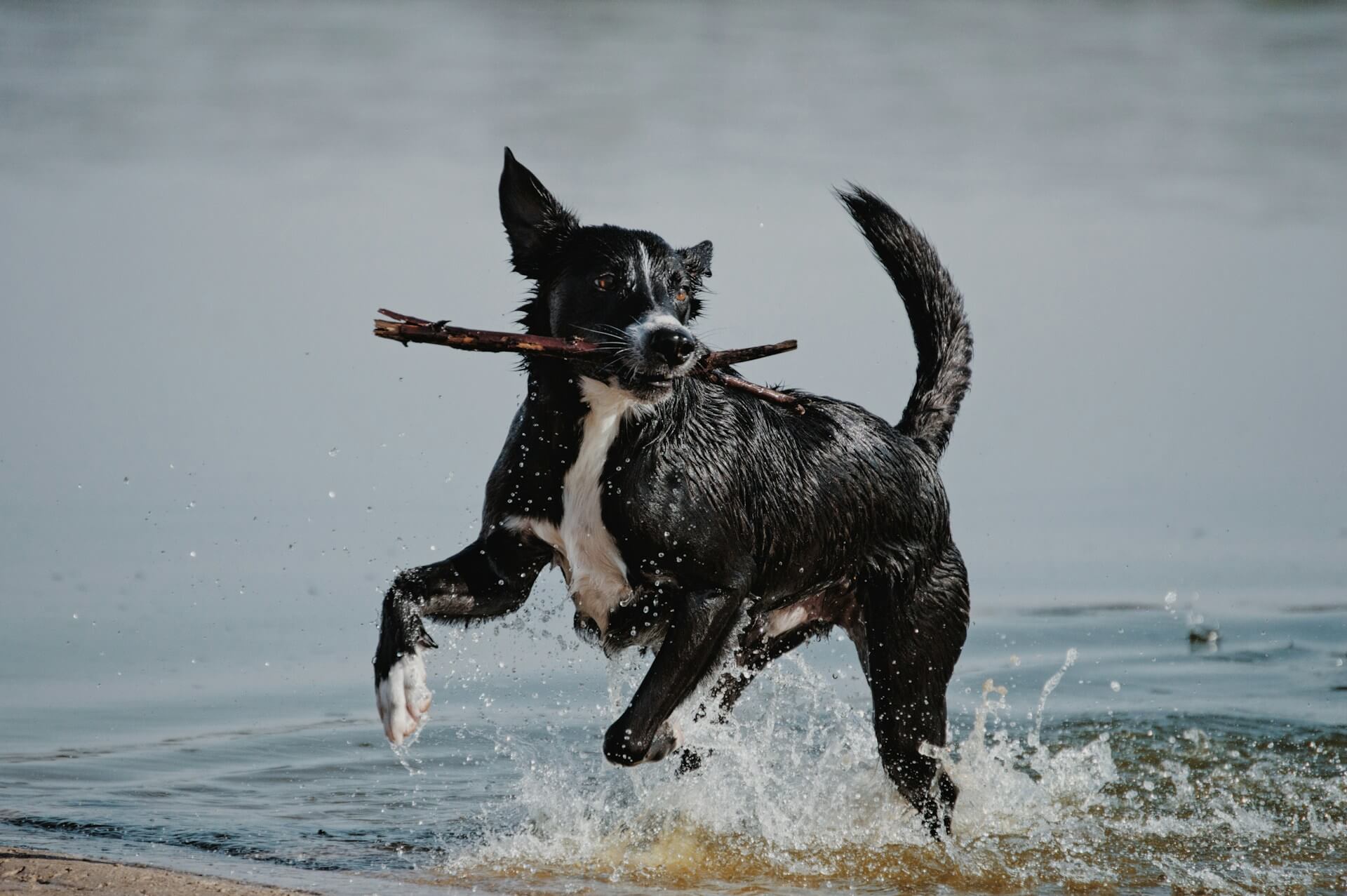 Hund im See