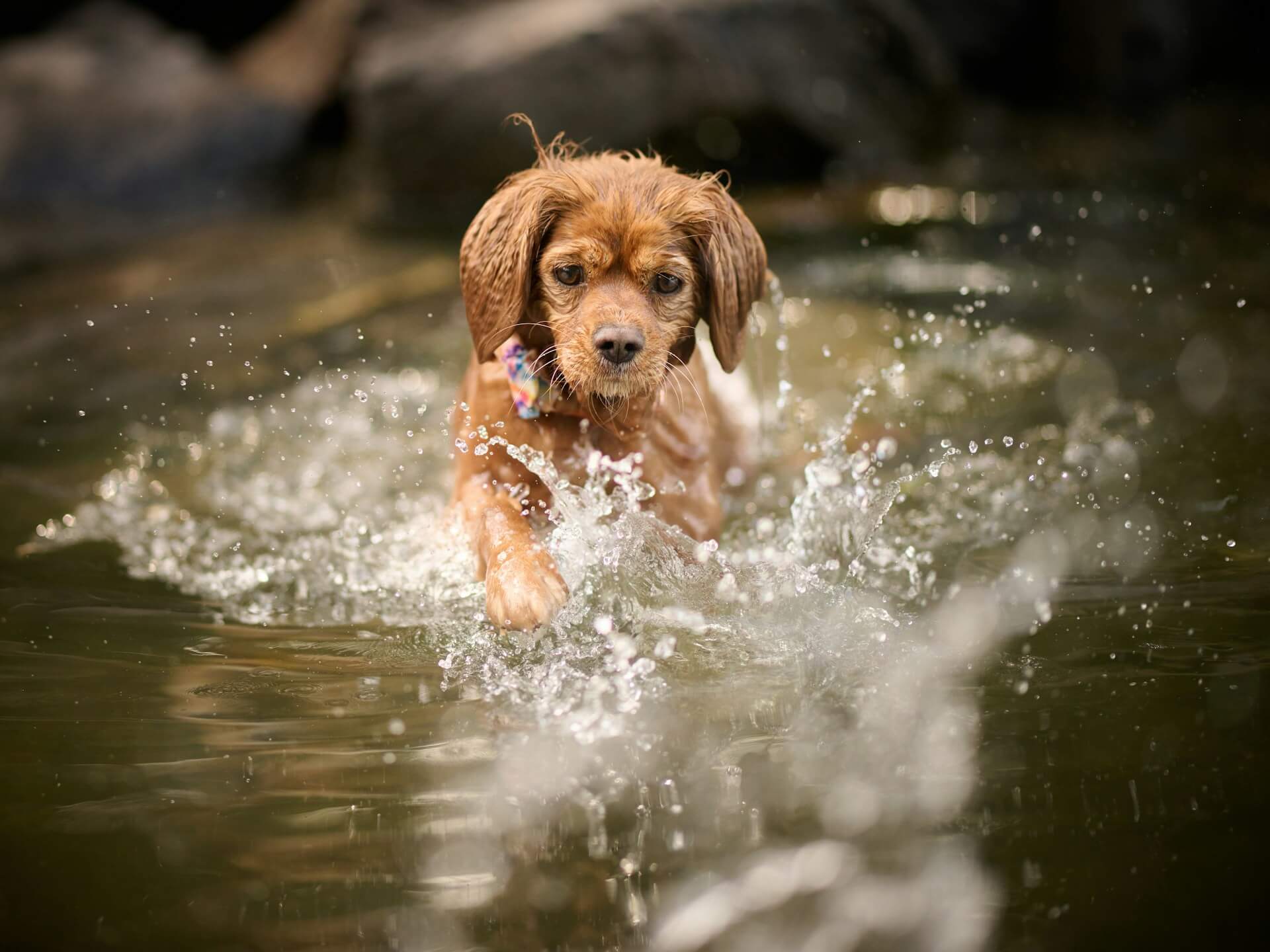 Hund im Wasser