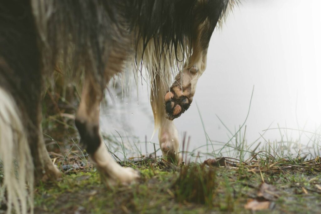 Mit Hund am Forggensee