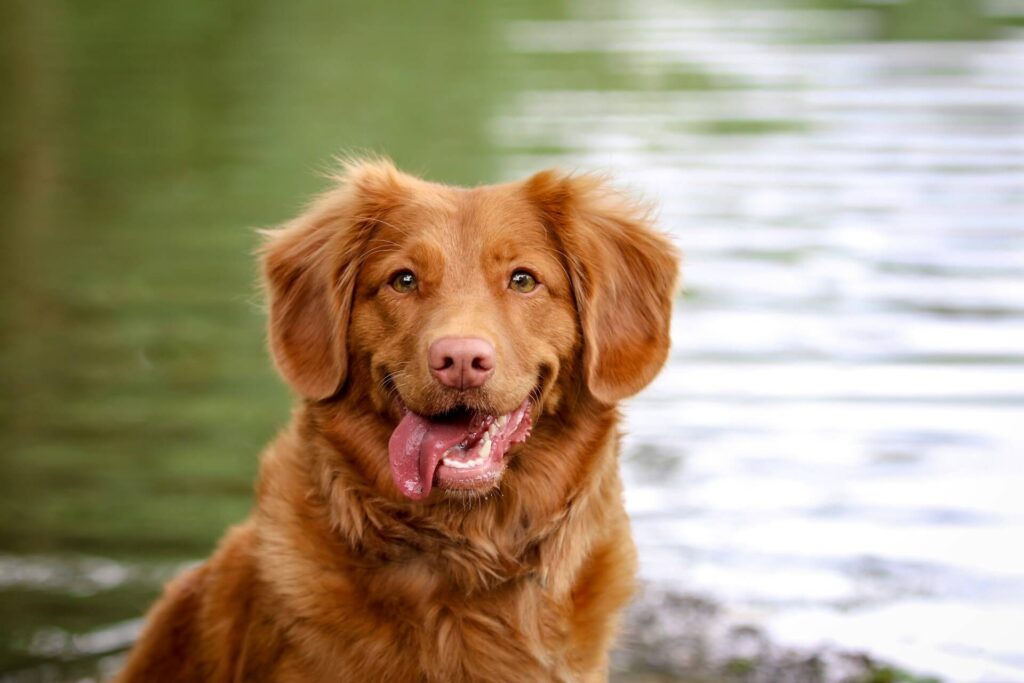 Camping im Allgäu mit Hund am See