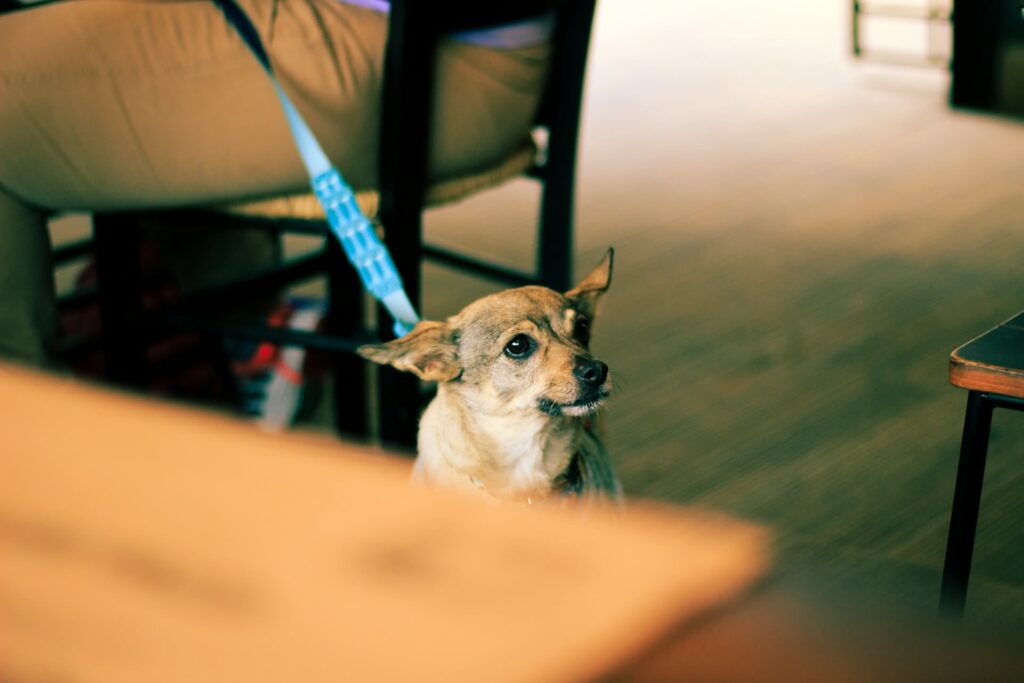 Hund im Restaurant auf dem Campingplatz