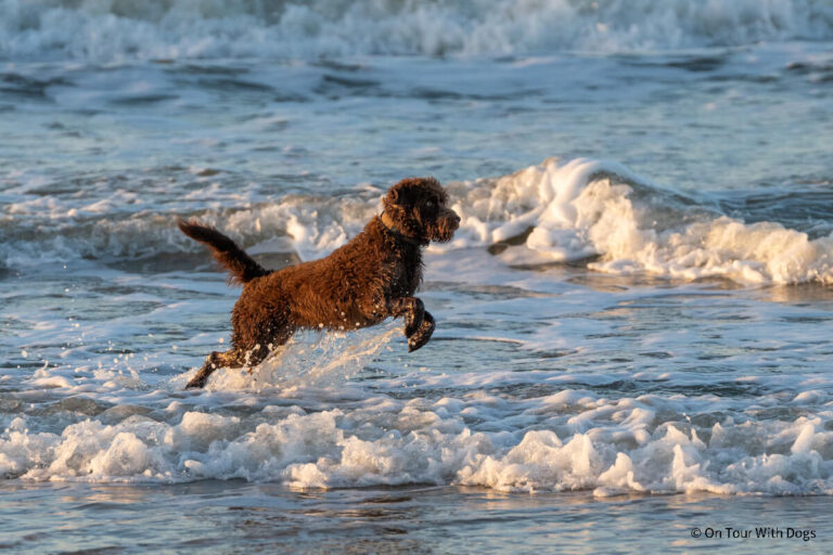 Die 5 schönsten Hundestrände auf Rügen (mit Karte)