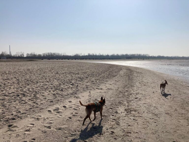 Hundestrand Hooksiel Wangerland – Adresse, Parkplatz, Webcam