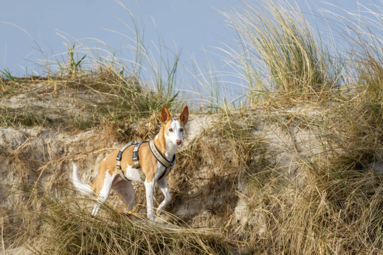 Hundestrand Schillig – Parkplatz, Leinenpflicht & mehr