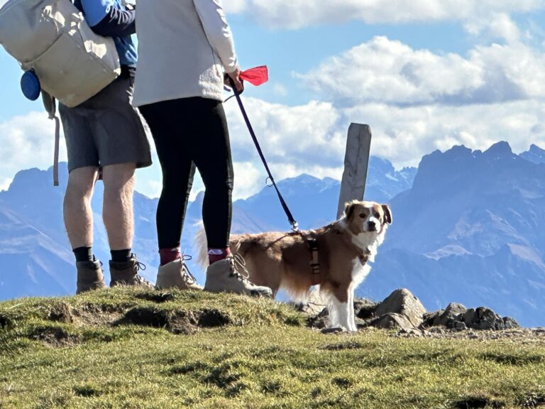 Wandern mit Hund – 13 Tipps für deine Ausrüstung