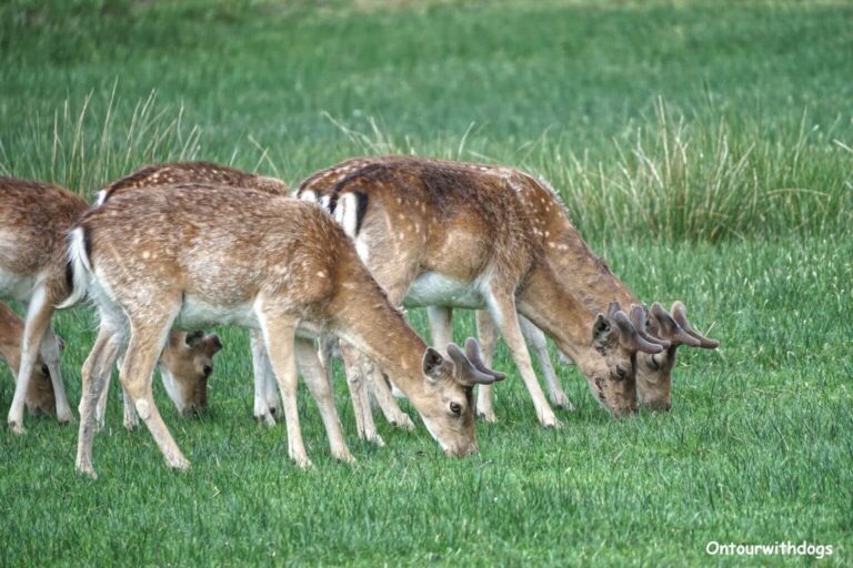 Wildpark Dülmen – Rundweg, Preise, Hunde & mehr