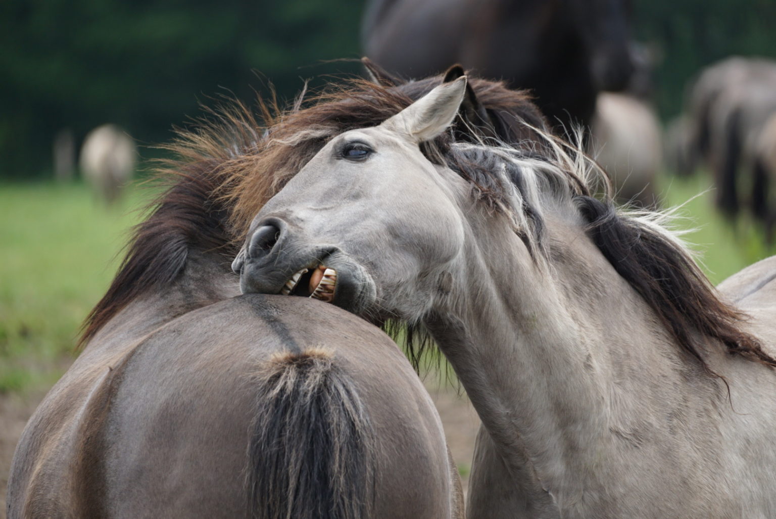 Dülmener Wildpferde