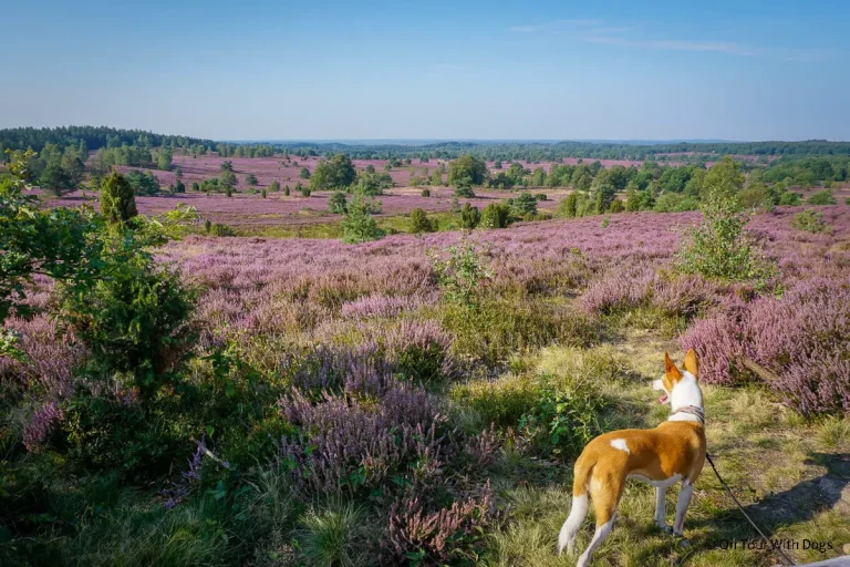 Wilseder Berg & Totengrund – Das Herz der Lüneburger Heide